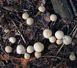 Lycoperdon perlatum 